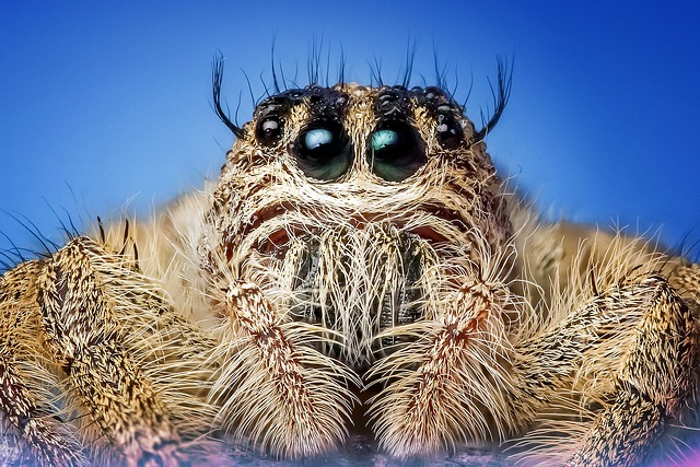 Skakun – co warto wiedzieć o tym pająku?
